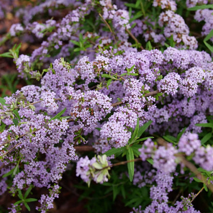 Buddleia alternifolia MOP TOP™ – Buddleia à feuilles alternes MOP TOP™
