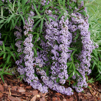 Buddleia alternifolia MOP TOP™ – Buddleia à feuilles alternes MOP TOP™
