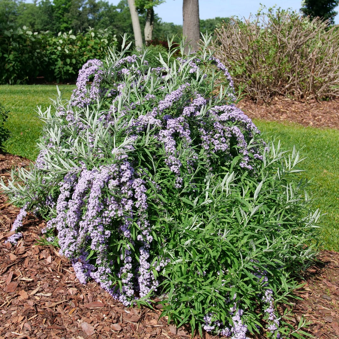 Buddleia alternifolia MOP TOP™ – Buddleia à feuilles alternes MOP TOP™