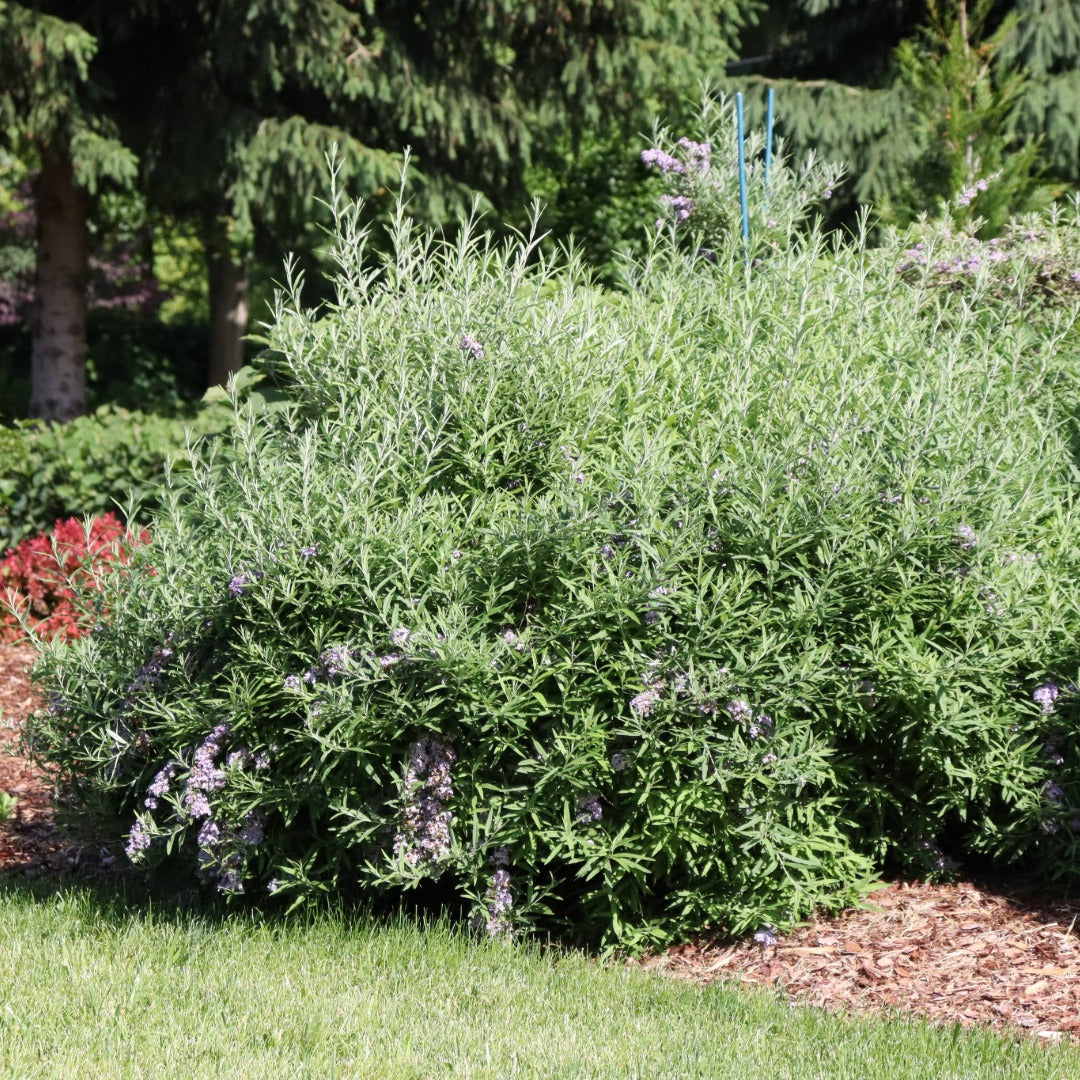 Buddleia alternifolia MOP TOP™ – Buddleia à feuilles alternes MOP TOP™
