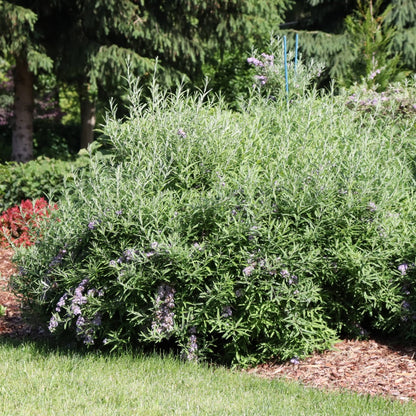 Buddleia alternifolia MOP TOP™ – Buddleia à feuilles alternes MOP TOP™