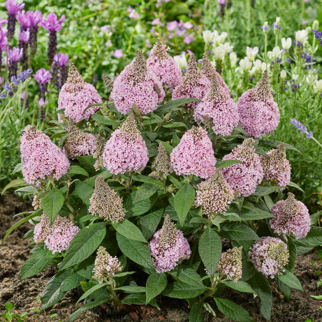 Buddleia davidii 'Little Rockstars Pink' – Little Rockstars Pink Butterfly Bush