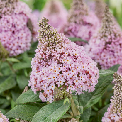 Buddleia davidii 'Little Rockstars Pink' – Little Rockstars Pink Butterfly Bush
