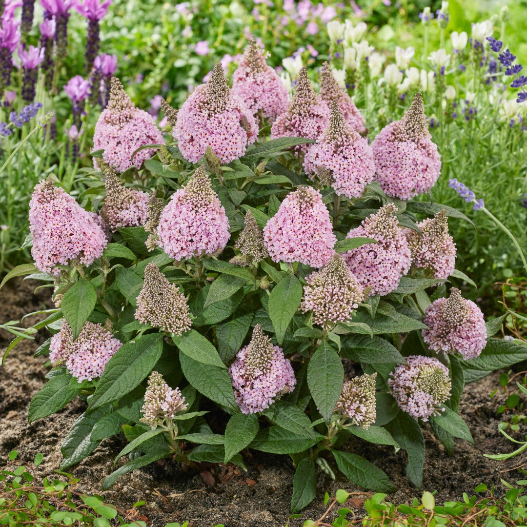 Buddleia davidii 'Little Rockstars Pink' – Little Rockstars Pink Butterfly Bush