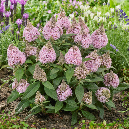Buddleia davidii 'Little Rockstars Pink' – Little Rockstars Pink Butterfly Bush