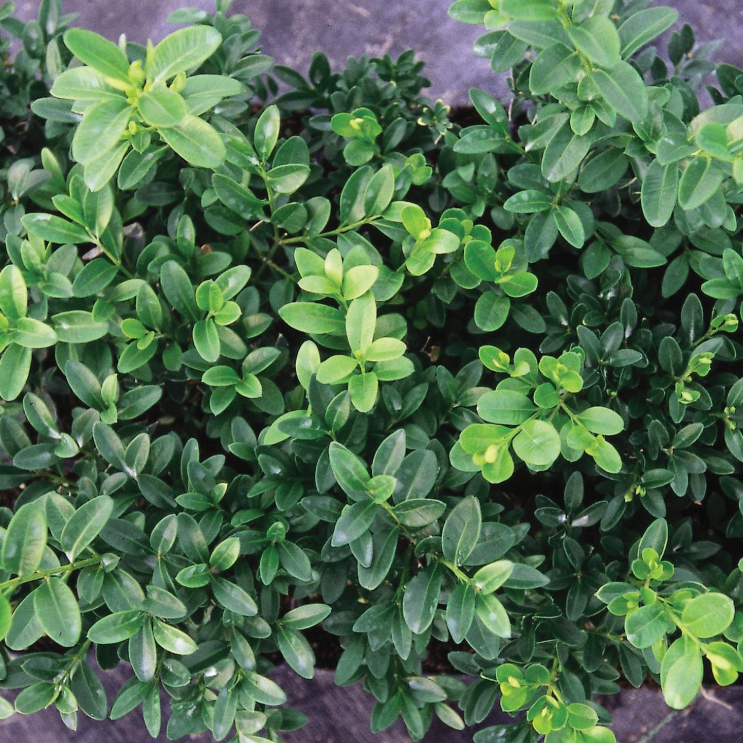 Green Velvet' Boxwood