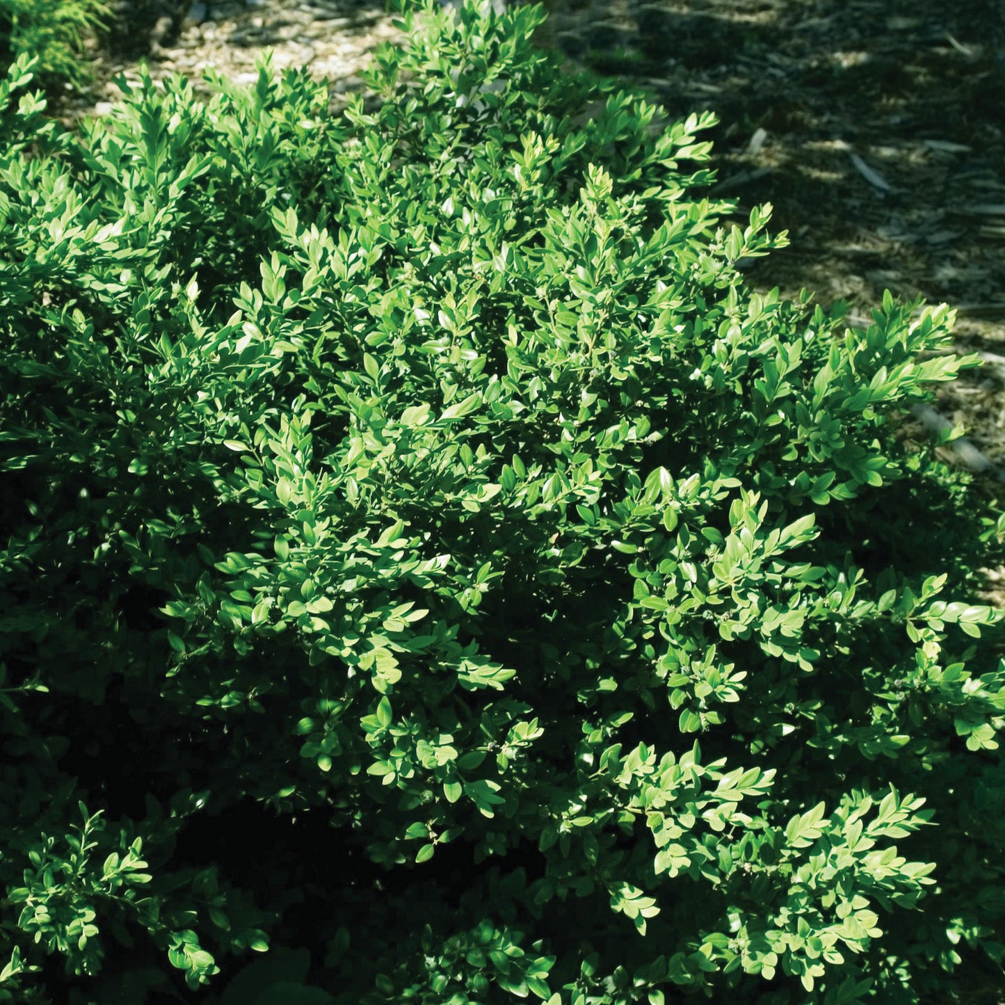 Green Velvet' Boxwood