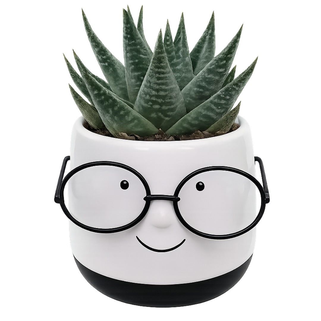  'Carlton' and 'Newton' Festive Planters with Plant