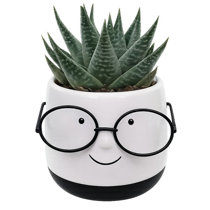  'Carlton' and 'Newton' Festive Planters with Plant
