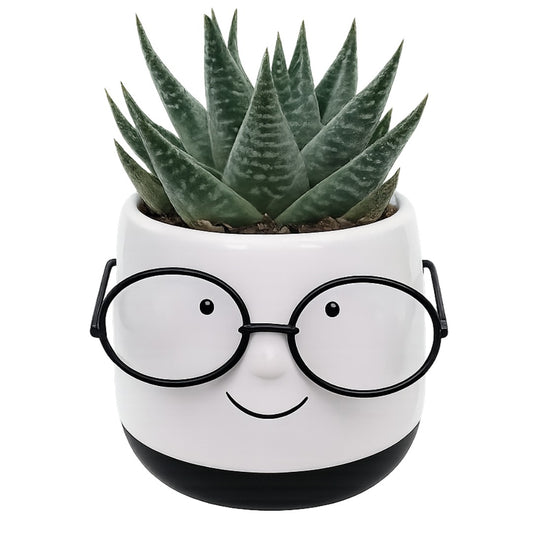 Cache-pots festifs 'Carlton' & 'Newton' avec plante