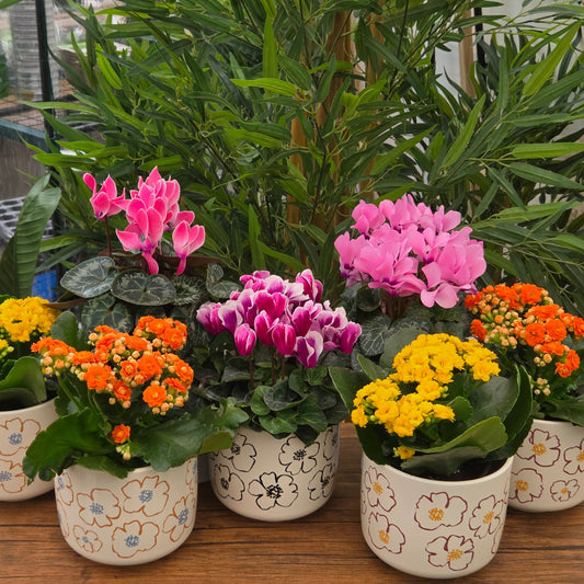 Bari Ceramic Planter