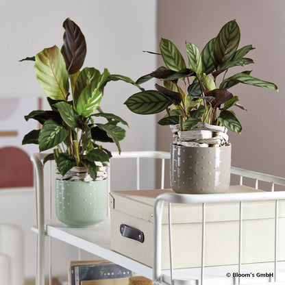 Indoor plant pot cover - Baku Pearl Series