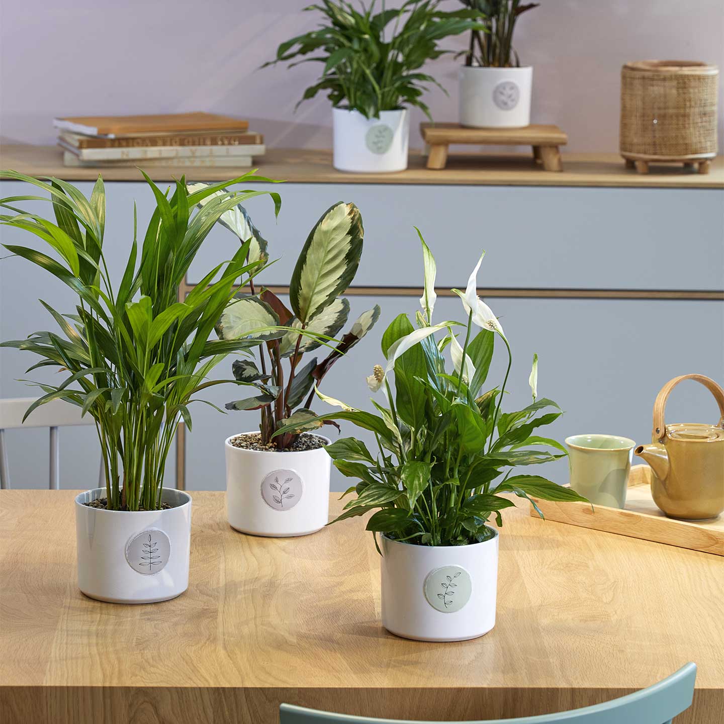 Indoor plant pot cover - Botanic Friends Series