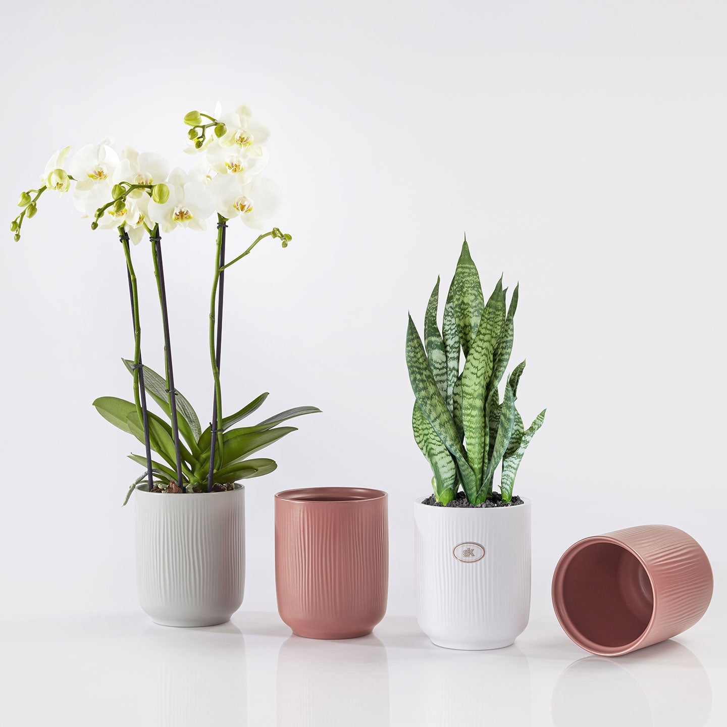 Cache-pot pour orchidée - Collection Falun