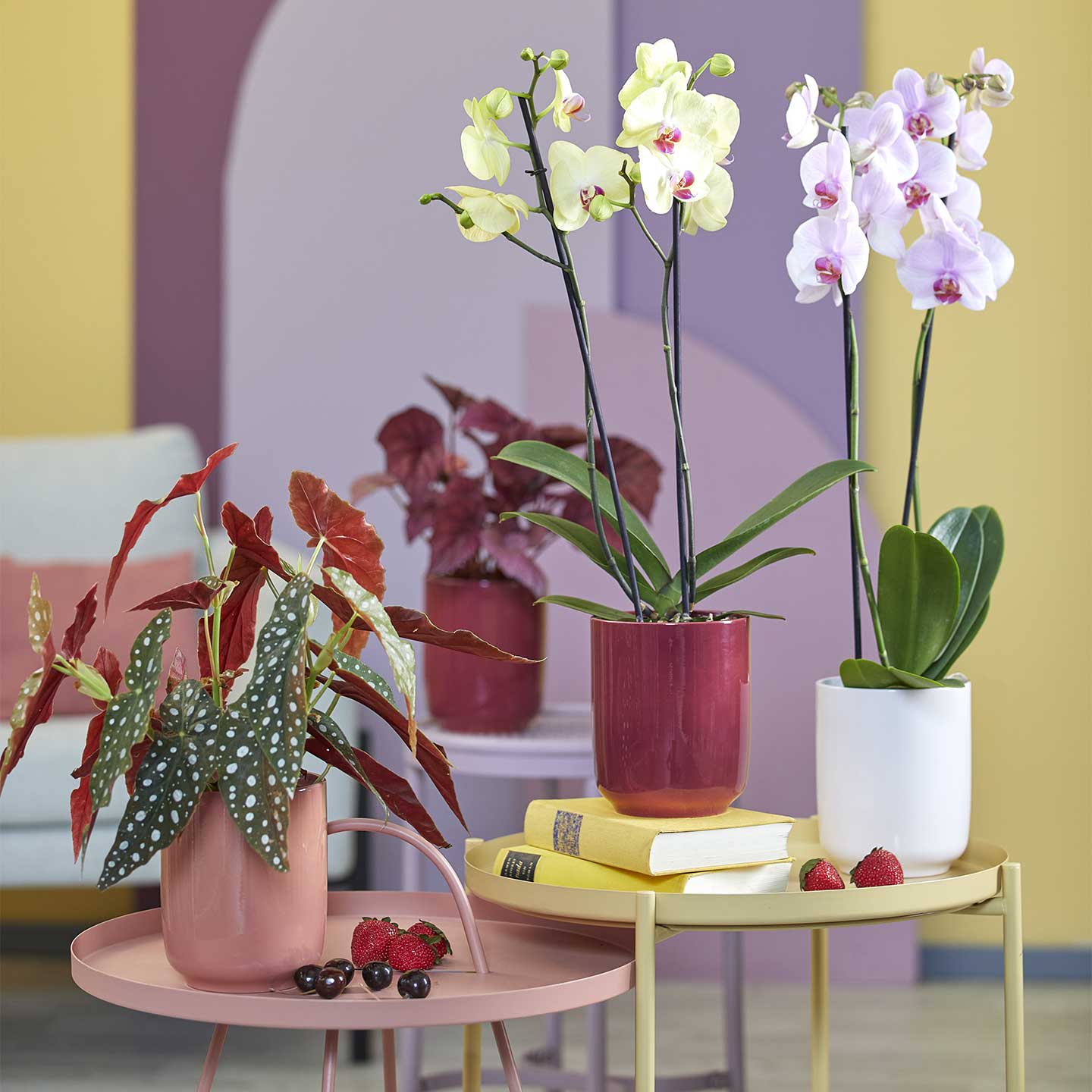 Cache-pot pour orchidée - Collection Bari Summer