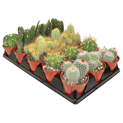 Cactus (Variétés assorties)