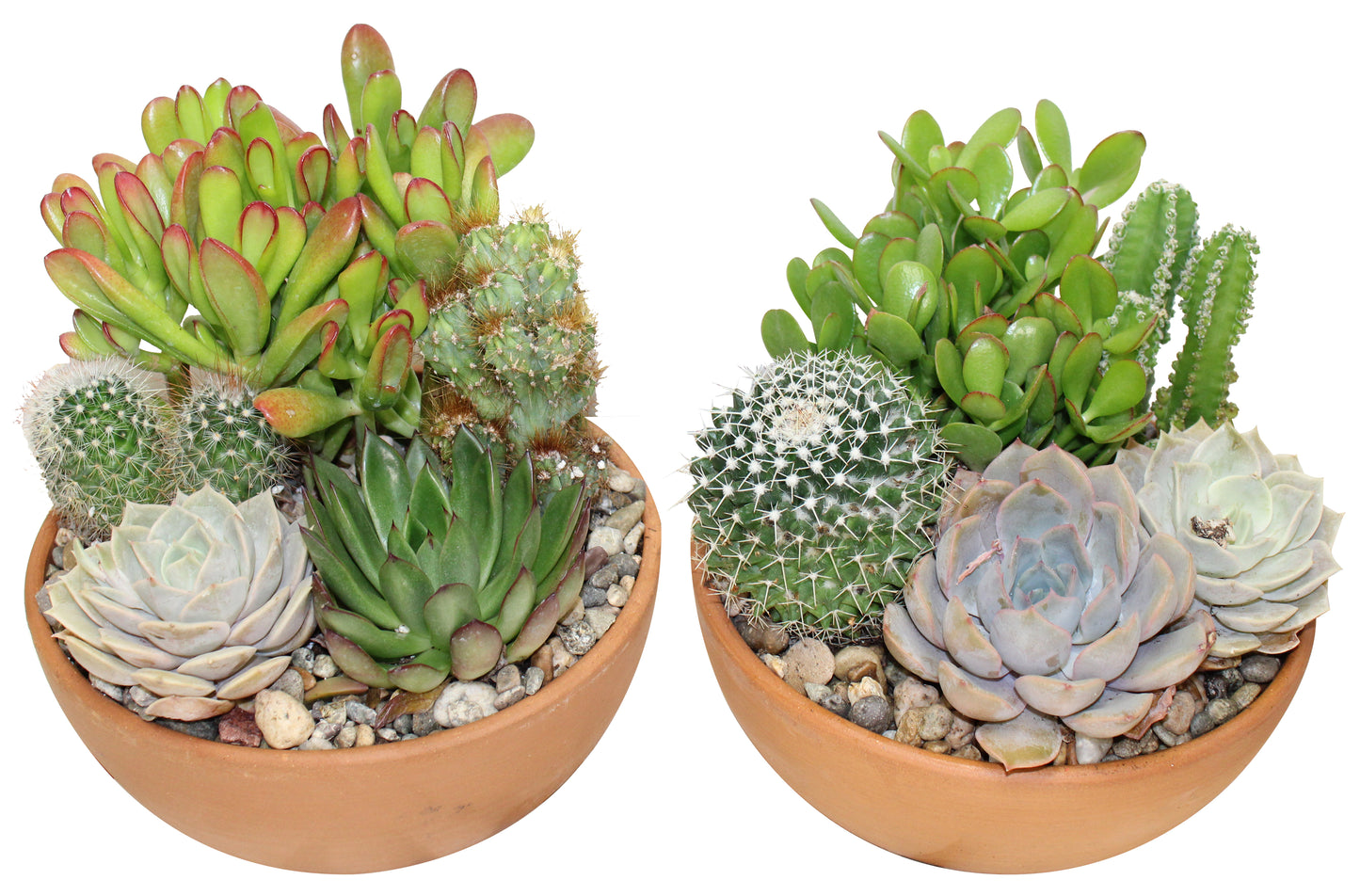 Jardin de cactus et succulentes en pot de grès