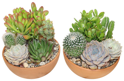 Jardin de cactus et succulentes en pot de grès