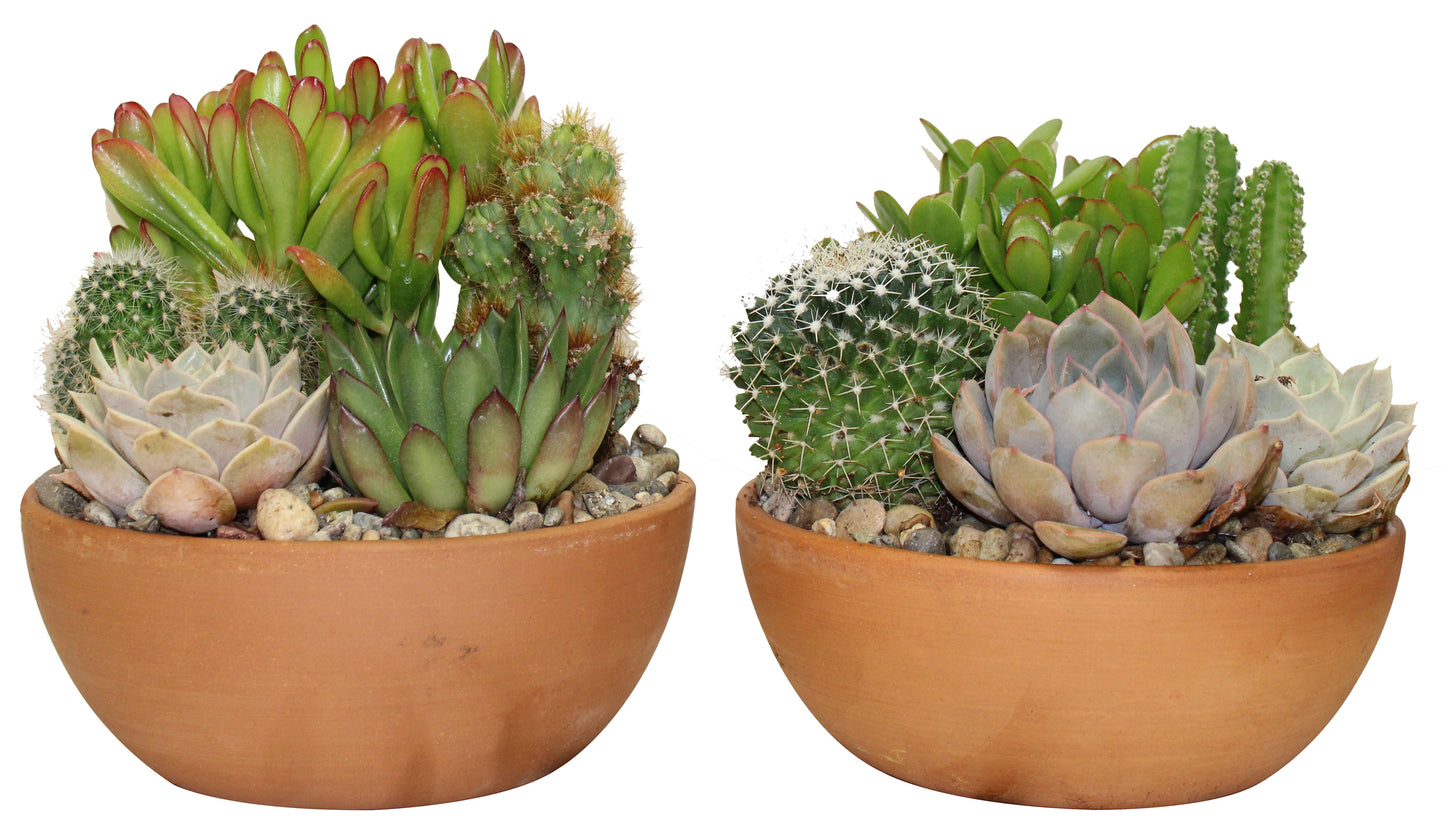 Jardin de cactus et succulentes en pot de grès