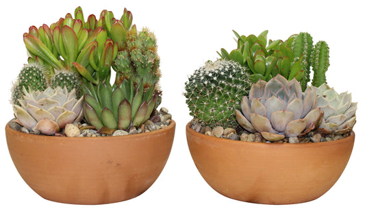 Jardin de cactus et succulentes en pot de grès