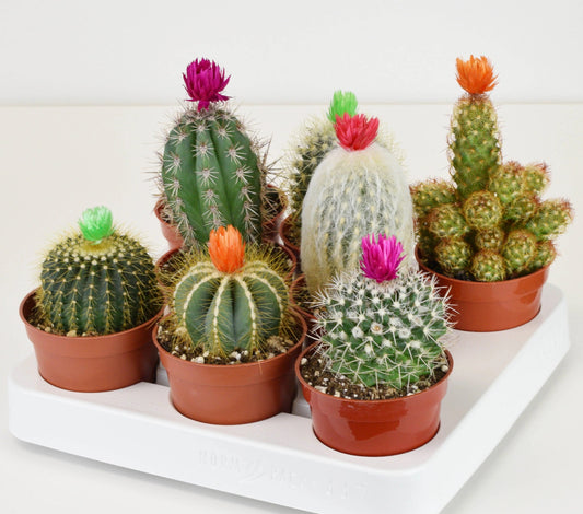 Cactus with Strawflower