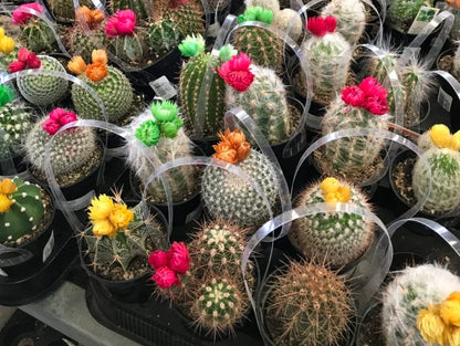 Cactus Fleur de paille
