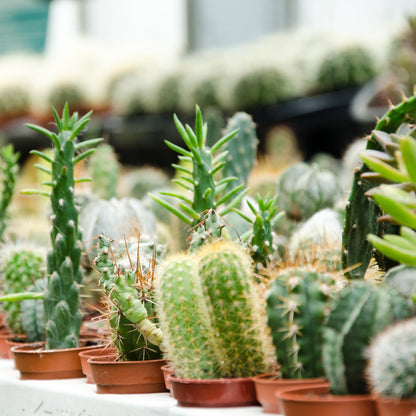 Assortiment d'Euphorbia et cactus