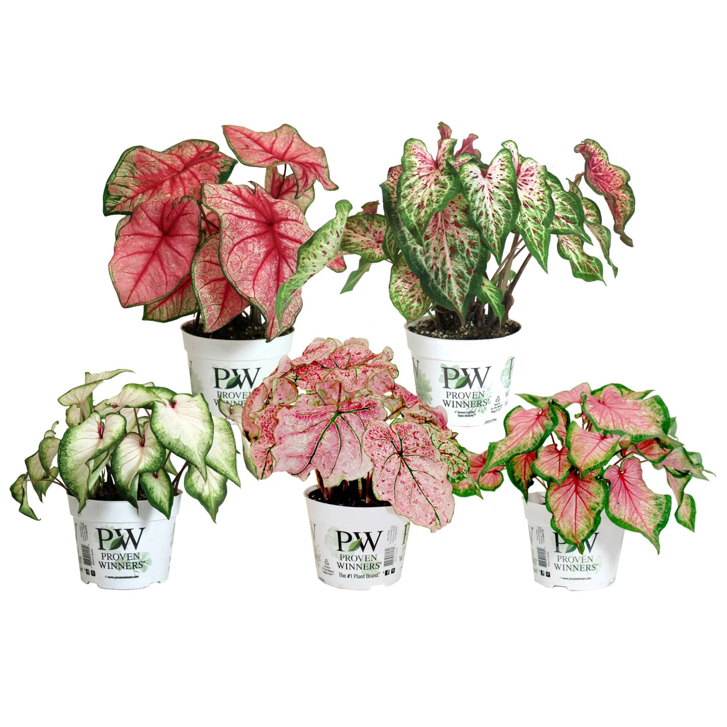 Heart to Heart® Assorted Caladiums