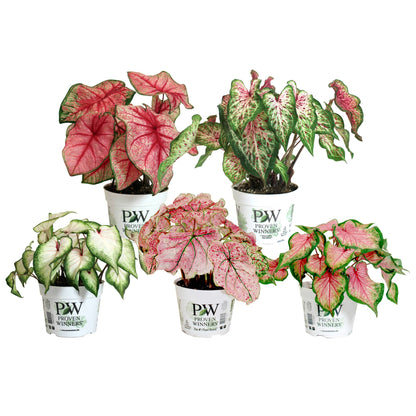 Heart to Heart® Assorted Caladiums