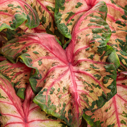 Heart to Heart® Assorted Caladiums
