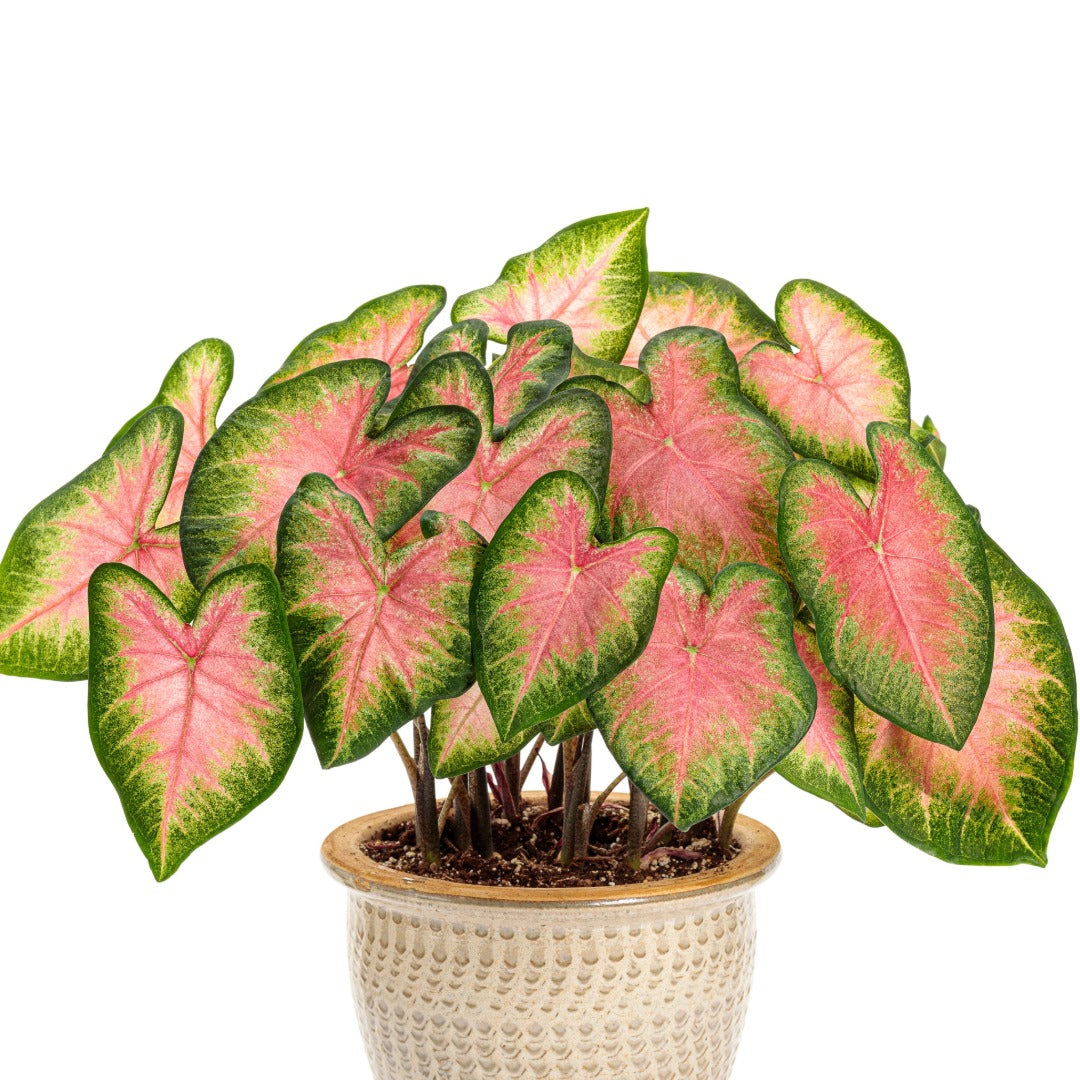 Heart to Heart® Assorted Caladiums