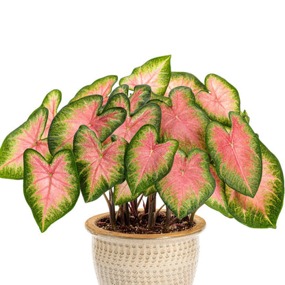 Heart to Heart® Assorted Caladiums