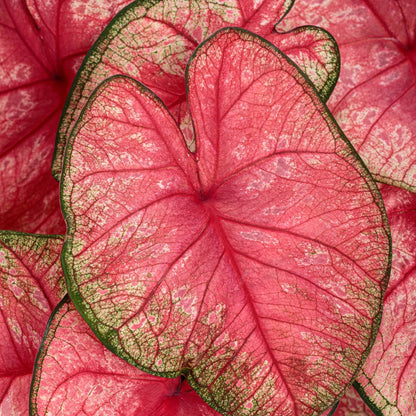 Heart to Heart® Assorted Caladiums