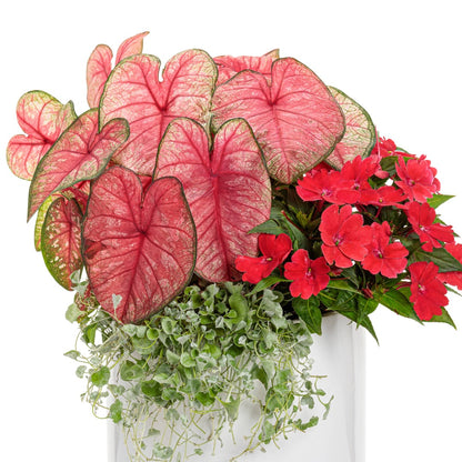 Heart to Heart® Assorted Caladiums