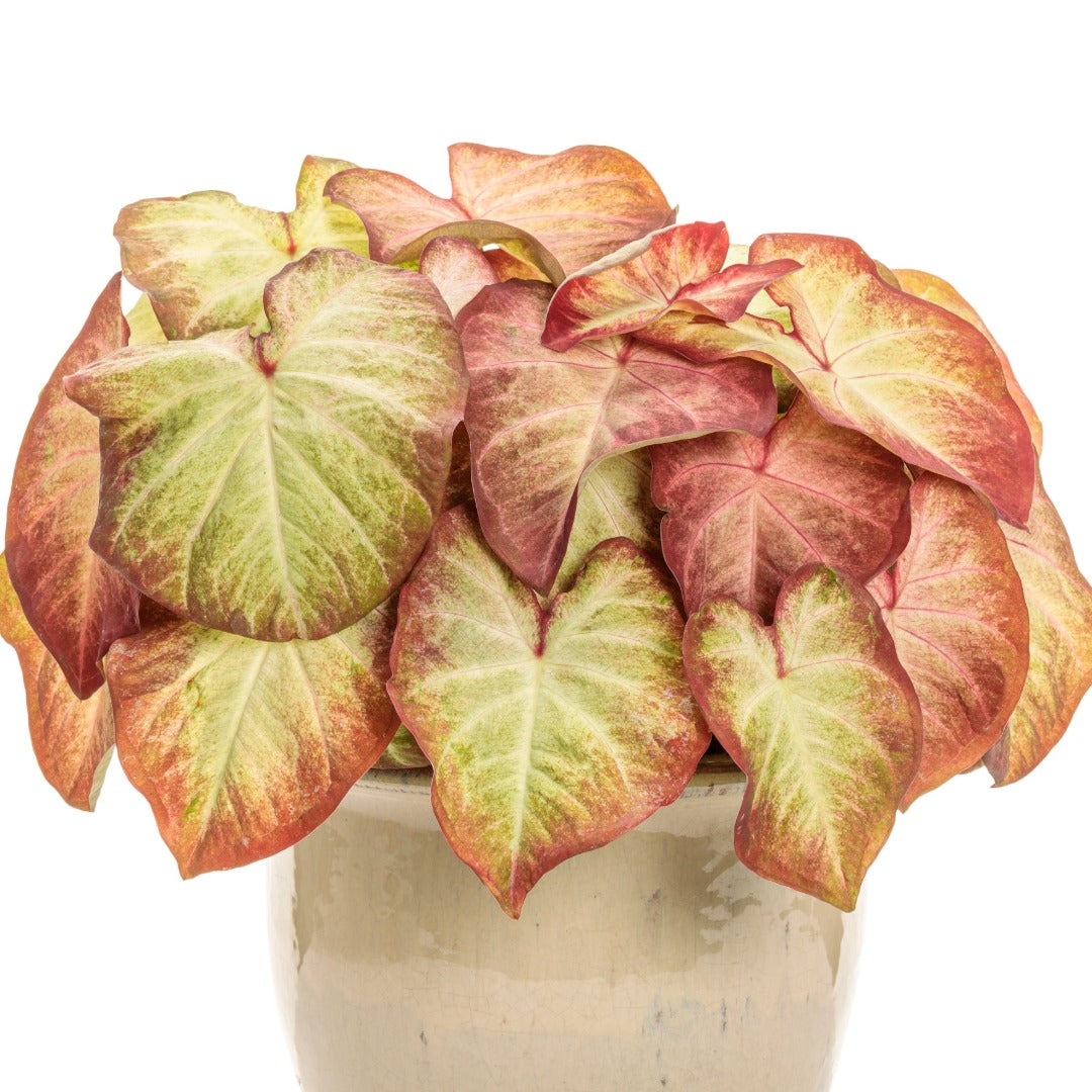Heart to Heart® Assorted Caladiums