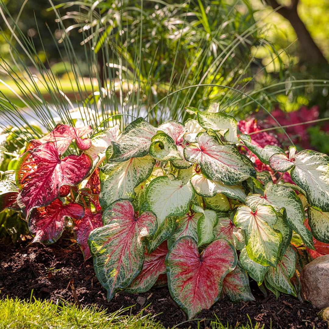 Heart to Heart® Assorted Caladiums