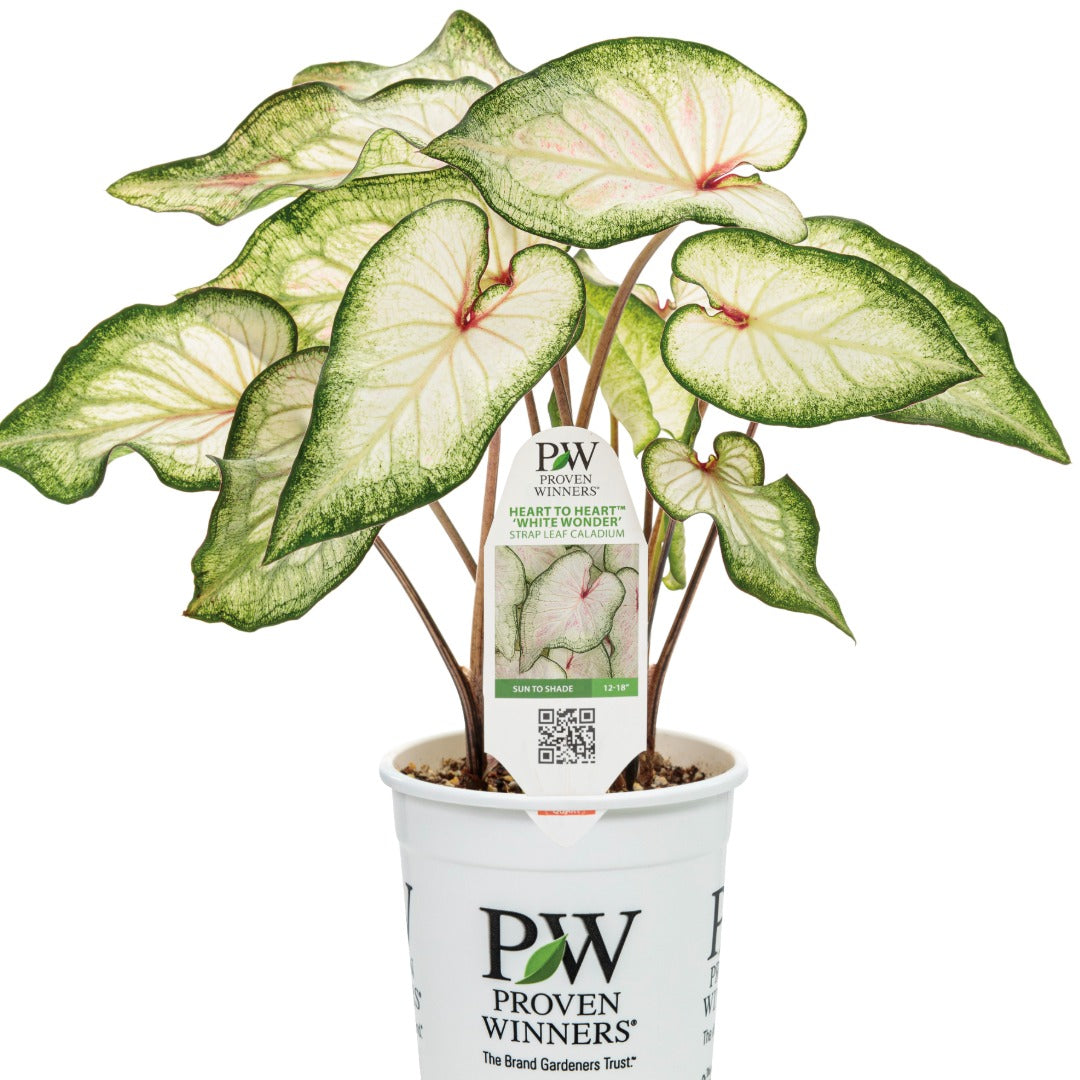 Heart to Heart® Assorted Caladiums