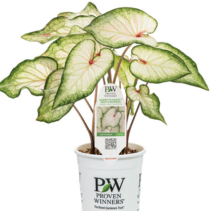 Heart to Heart® Assorted Caladiums
