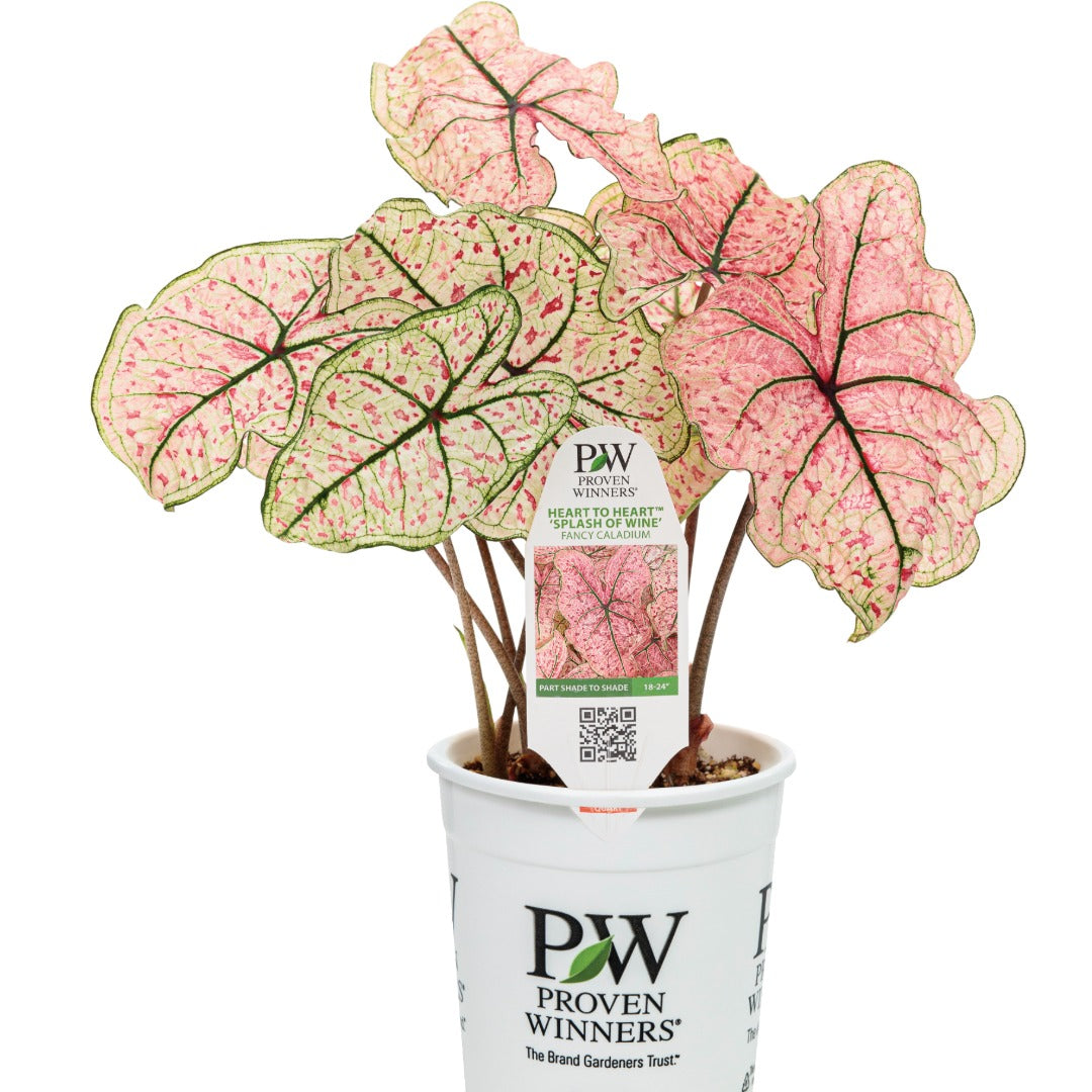 Heart to Heart® Assorted Caladiums