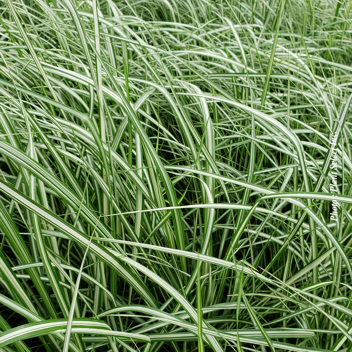 Lightning Strike' Reed Grass