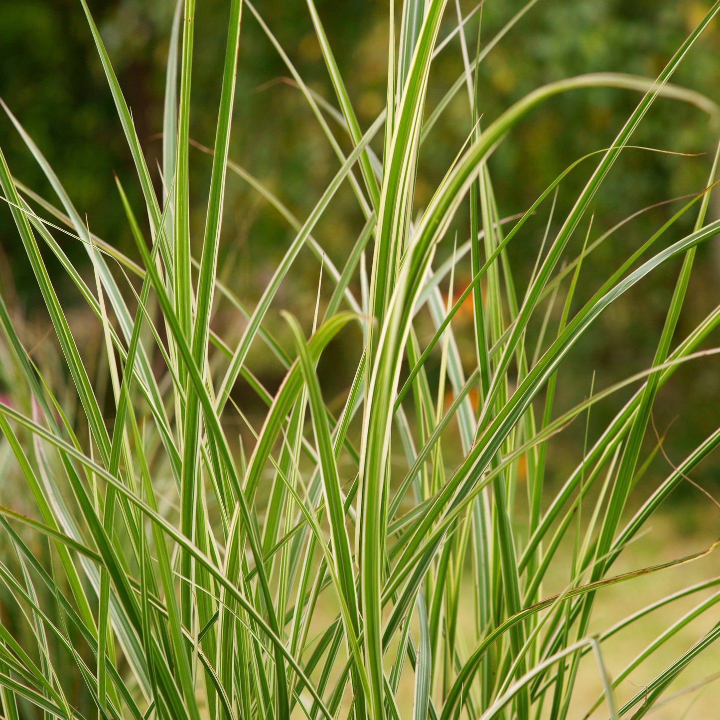 Overdam' Feather Reed Grass