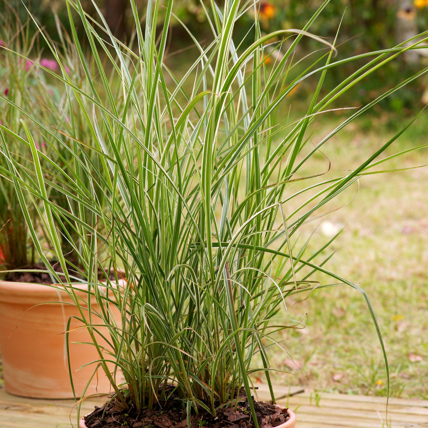 Overdam' Feather Reed Grass