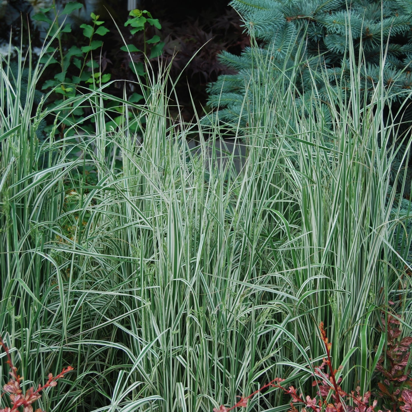 Overdam' Feather Reed Grass