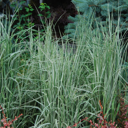Overdam' Feather Reed Grass