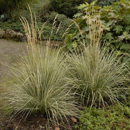 Overdam' Feather Reed Grass