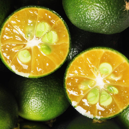 Calamondin - Citrus × microcarpa
