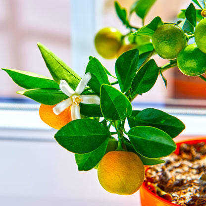 Calamondin - Citrus × microcarpa