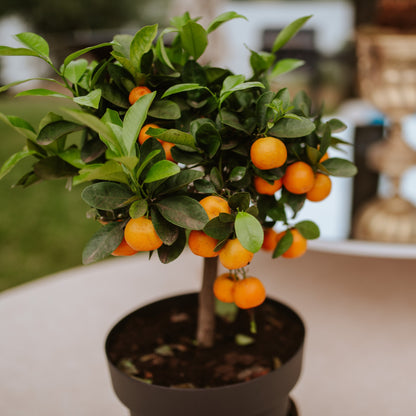 repotting calamondin orange tree Calamondin Orange: The Perfect Citrus for Your Home!