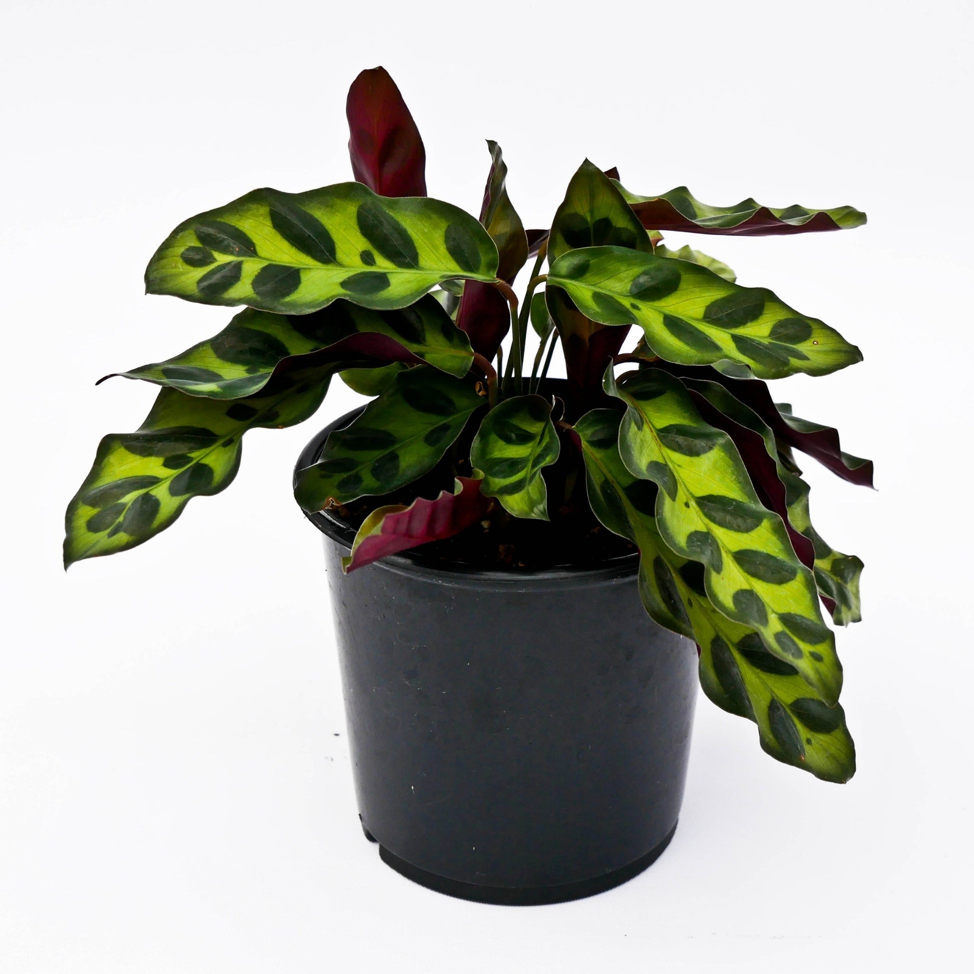 rattlesnake snake plant Rattlesnake Plant – Jardineries Botanix