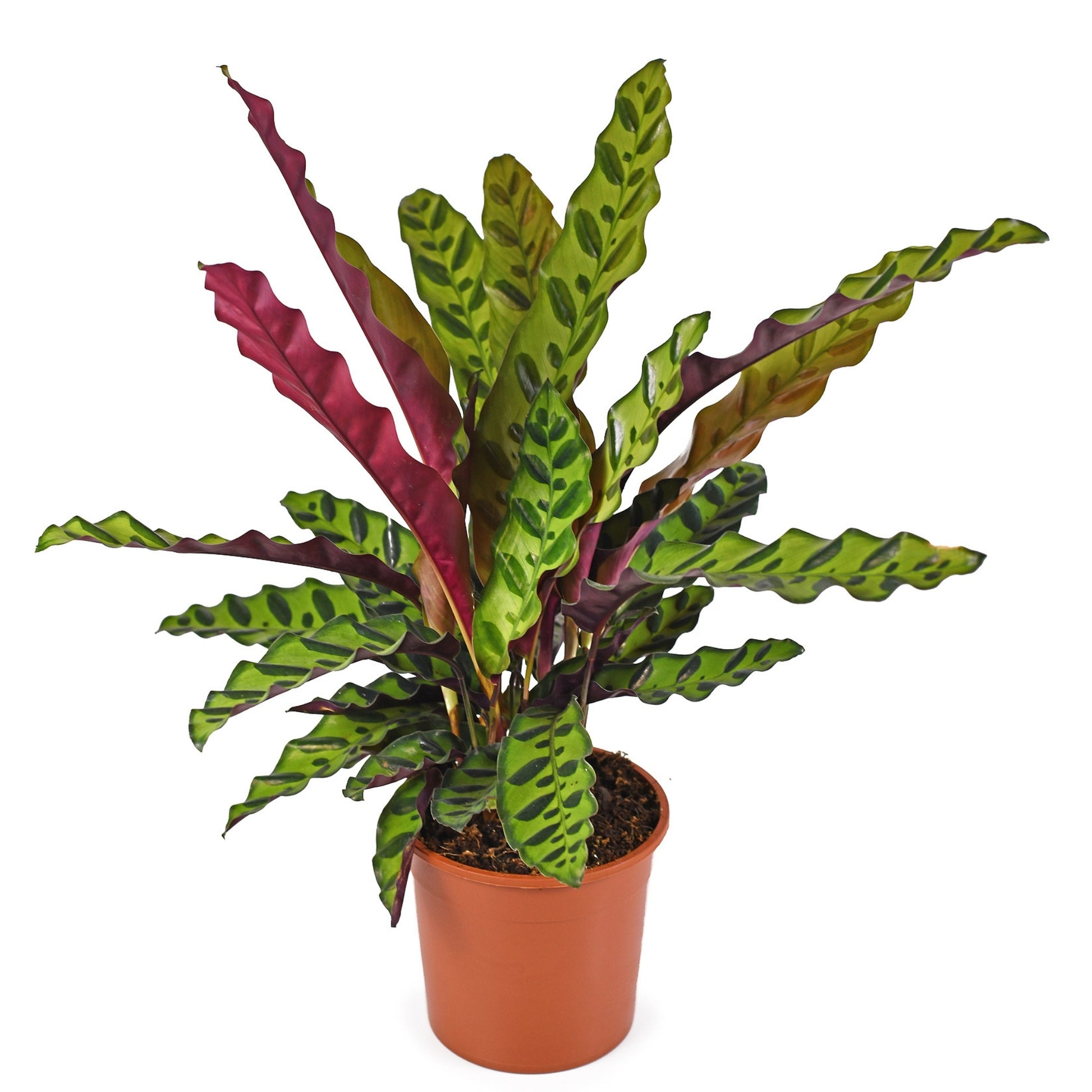rattlesnake snake plant Rattlesnake Plant – Jardineries Botanix